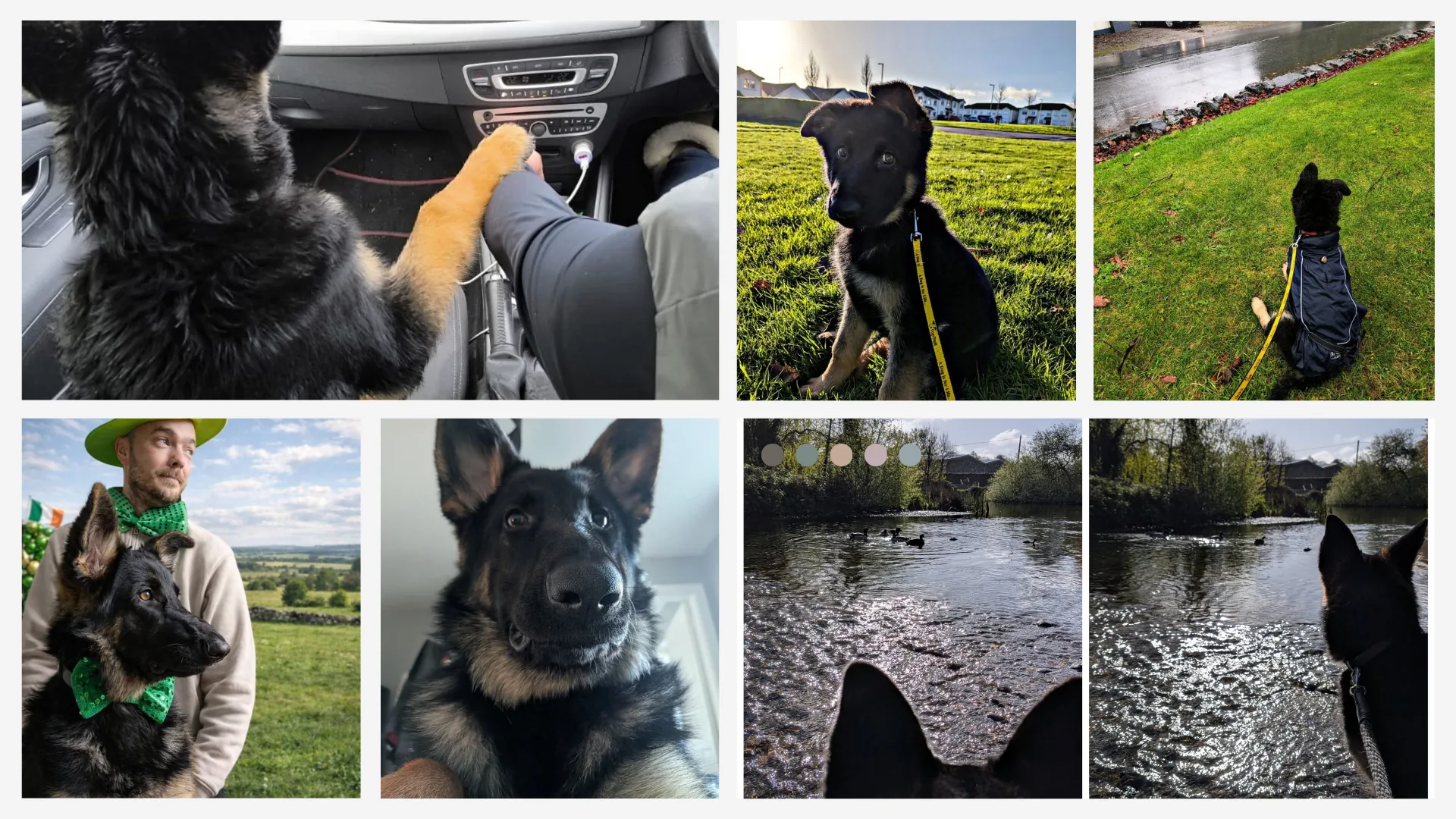 Maple, Ollie's German Shepherd, in everyday family moments — the inspiration behind Super Pet Fairy